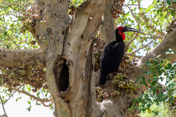 Bucorve du Sud, Grand calao terrestre, Nid, Bucorvus leadbeateri, Southern Ground Hornbill
