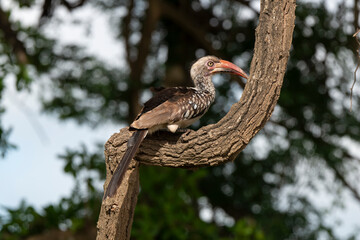 Calao à bec rouge,.Tockus erythrorhynchus, Northern Red billed Hornbill