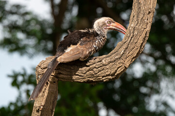 Calao à bec rouge,.Tockus erythrorhynchus, Northern Red billed Hornbill