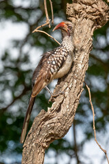 Calao à bec rouge,.Tockus erythrorhynchus, Northern Red billed Hornbill