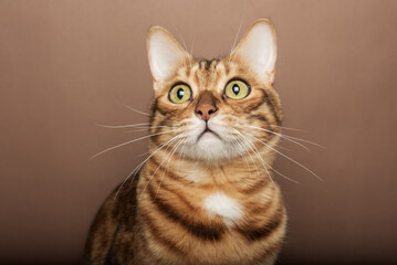 Funny muzzle of a Bengal cat on a brown background.
