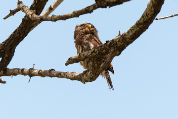 Chevêchette perlée,.Glaucidium perlatum, Pearl spotted Owlet