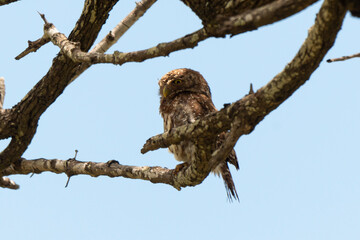 Chevêchette perlée,.Glaucidium perlatum, Pearl spotted Owlet