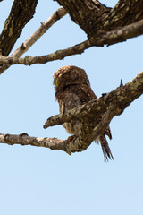 Chevêchette perlée,.Glaucidium perlatum, Pearl spotted Owlet