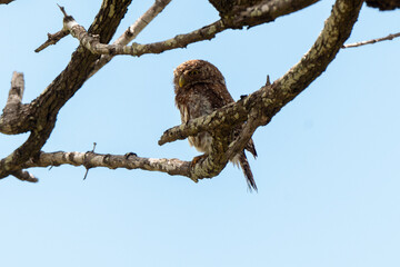 Chevêchette perlée,.Glaucidium perlatum, Pearl spotted Owlet