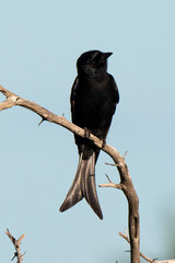 Drongo brillant, .Dicrurus adsimilis, Fork tailed Drongo