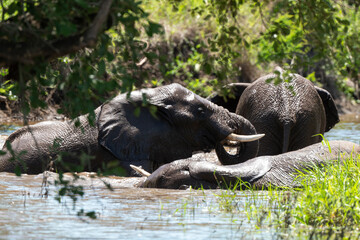 Fototapeta premium Éléphant d'Afrique, Loxodonta africana, Parc national Kruger, Afrique du Sud