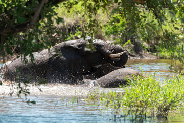 Éléphant d'Afrique, Loxodonta africana, Parc national Kruger, Afrique du Sud