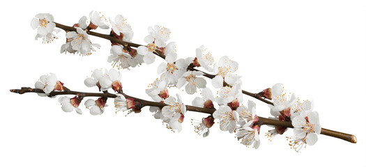 Beautiful natural blooming tree spring flowers.