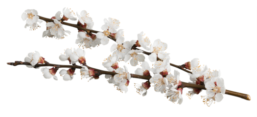 Beautiful natural blooming tree spring flowers.