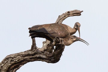 Ibis hagedash,.Bostrychia hagedash ,Hadada Ibis, Afrique du Sud