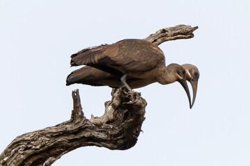 Ibis hagedash,.Bostrychia hagedash ,Hadada Ibis, Afrique du Sud