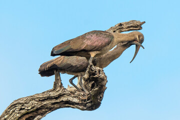 Ibis hagedash,.Bostrychia hagedash ,Hadada Ibis, Afrique du Sud