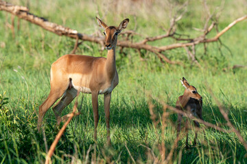 Impala, femelle et jeune, Aepyceros melampus