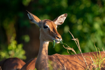 Impala, femelle, Aepyceros melampus
