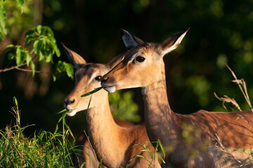 Impala, femelle, Aepyceros melampus