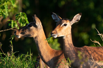 Impala, femelle, Aepyceros melampus