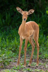 Impala, jeune, Aepyceros melampus