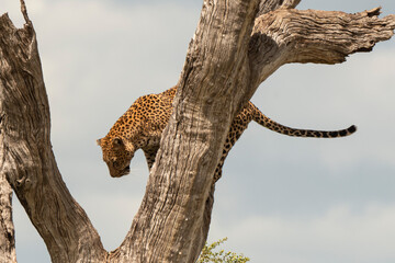 L&eacute;opard, Panth&egrave;re, Panthera pardus, Afrique du Sud