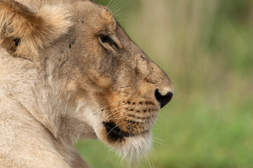 lion, femelle, lionne, Panthera leo, Afrique