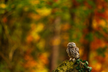 cute little owl (Athene noctua) with colourful autumn background