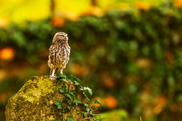 cute little owl (Athene noctua) on the tombstone