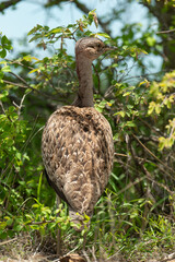 Outarde houppette,.Lophotis ruficrista, Red crested Korhaan