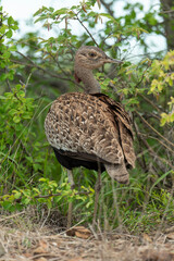 Outarde houppette,.Lophotis ruficrista, Red crested Korhaan
