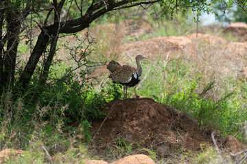 Fototapeta premium Outarde houppette,.Lophotis ruficrista, Red crested Korhaan