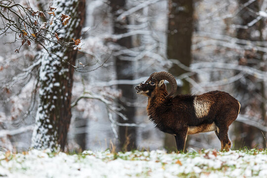male European mouflon (Ovis aries musimon) in the winter landscape