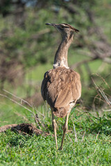 Outarde kori, Ardeotis kori, Kori Bustard, Afrique du Sud