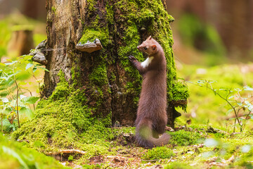 female beech marten (Martes foina), also known as the stone marten is in the woods on the ground