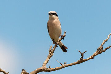 Pie grièche écorcheur,.Lanius collurio, Red backed Shrike