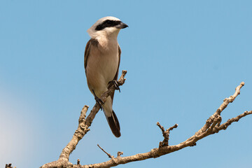 Pie grièche écorcheur,.Lanius collurio, Red backed Shrike