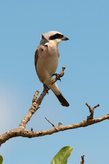 Pie grièche écorcheur,.Lanius collurio, Red backed Shrike