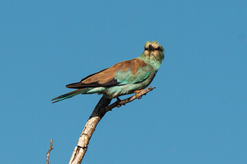 Rollier d'Europe,.Coracias garrulus, European Roller