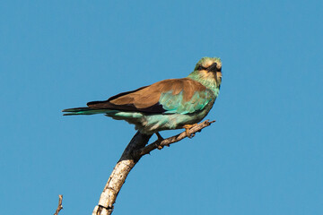 Rollier d'Europe,.Coracias garrulus, European Roller