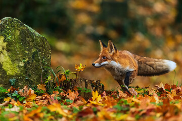 male red fox (Vulpes vulpes) in autumn leaves