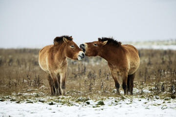 (Equus ferus przewalskii ), also called the takhi, Mongolian wild horse or Dzungarian horse, They're having a nice time