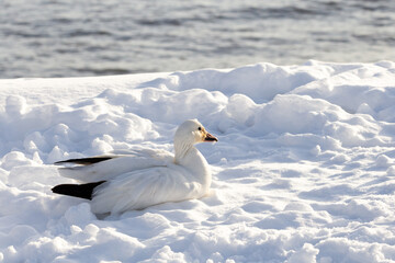 Snow goose lying down in fresh snow with feather in its beak after grooming, Cap-Rouge area, Quebec City, Quebec, Canada