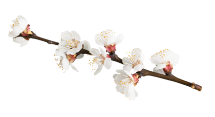 Beautiful natural blooming tree spring flowers.