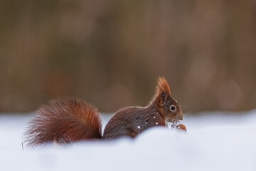 small animal Eurasian red squirrel (Sciurus vulgaris) in the deep snow