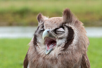 screaming milky owl