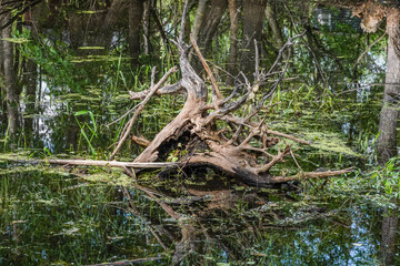 tree in the water