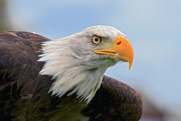 bald eagle