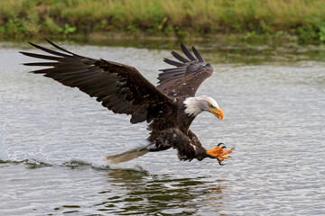 bald eagle fishing