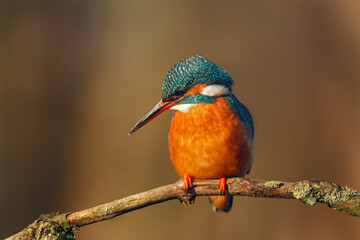kingfisher