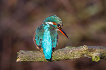 kingfisher
