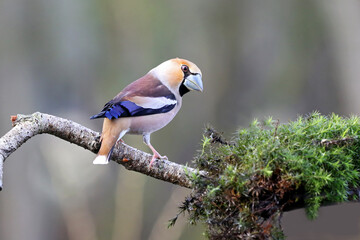 hawfinch