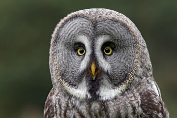 geat gray owl
